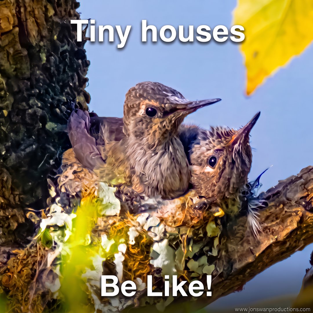 Two baby Anna's hummingbirds crowded into a lichen-covered nest the size of a walnut