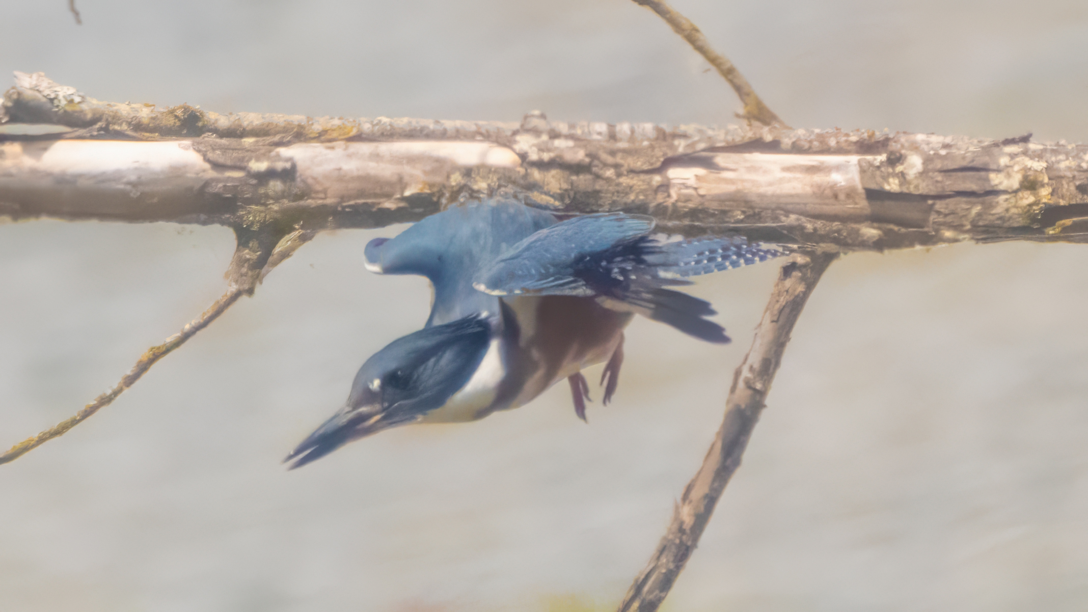 Belted Kingfisher launching from a branch