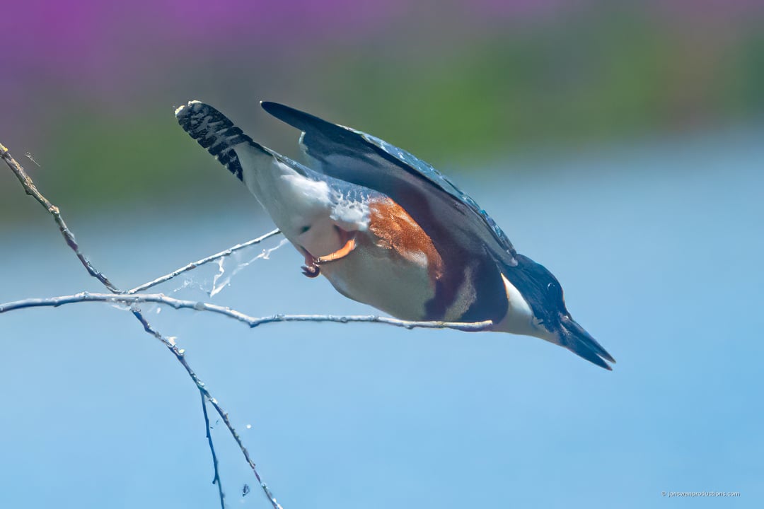 Belted Kingfisher diving in torpedo form toward the water
