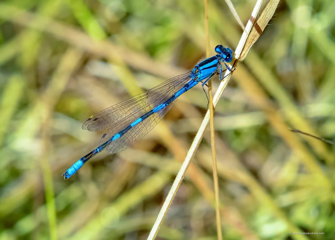 Full length blue damselfly perched on a dry stem with wings folded along its body