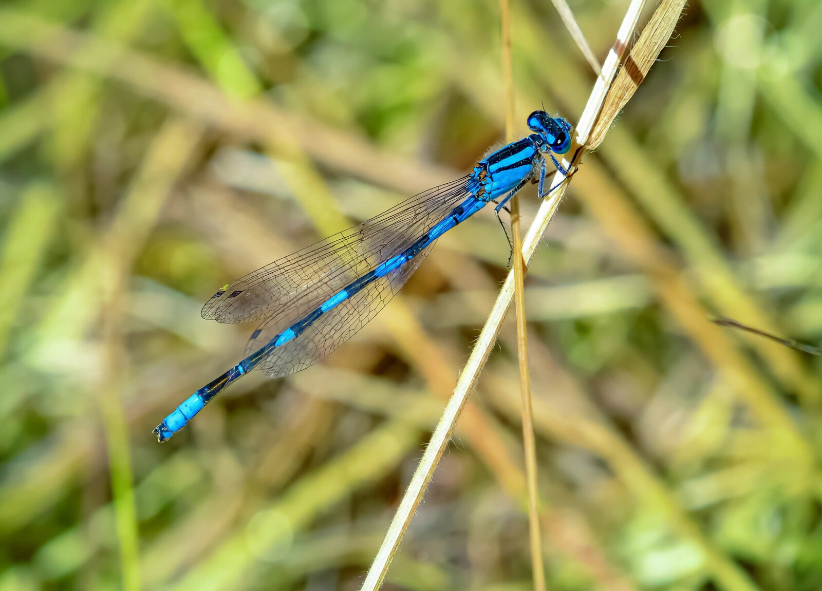 Full length blue damselfly perched on a dry stem with wings folded along its body