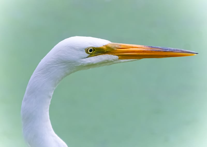 Great White Egret