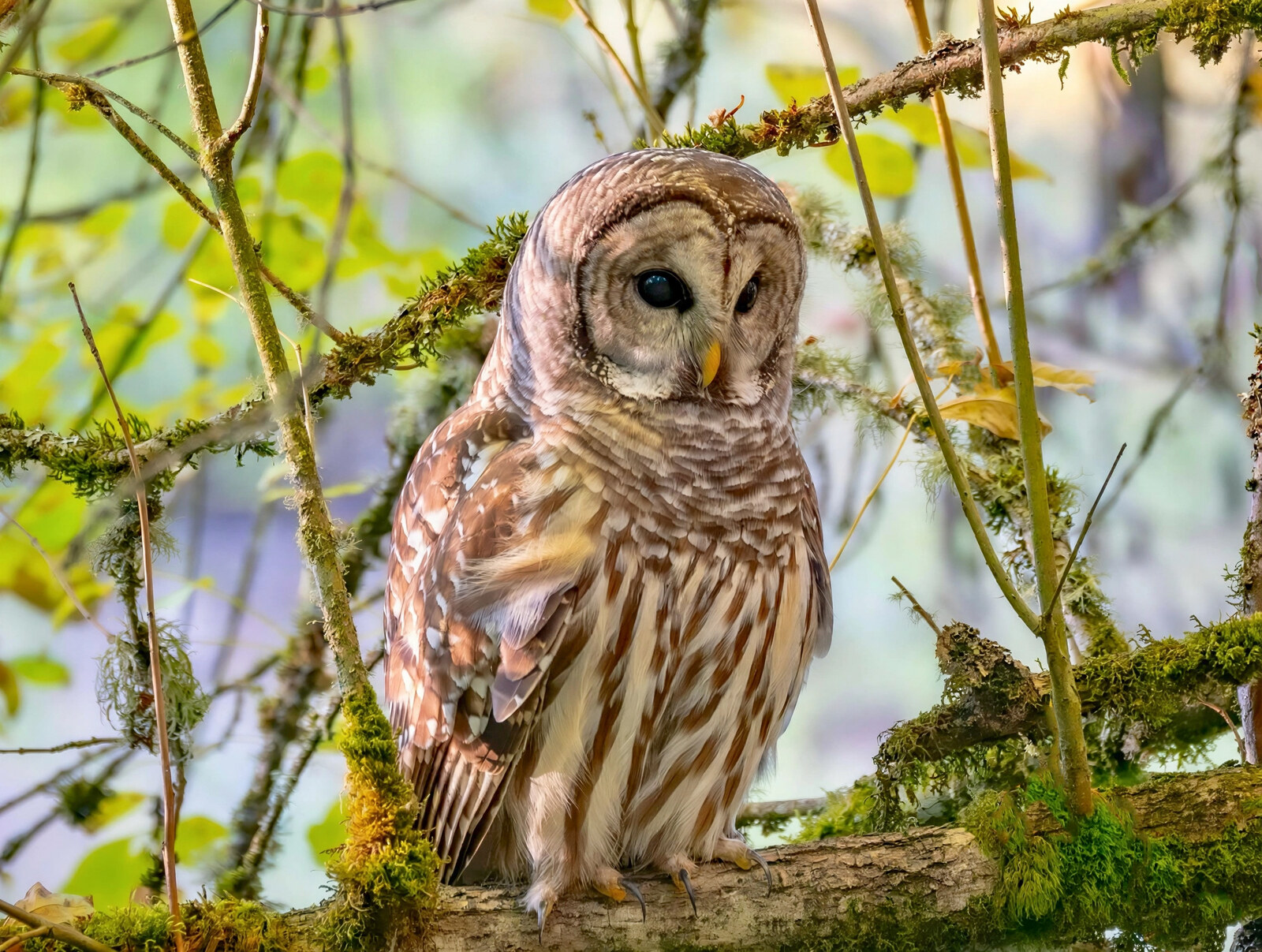 Full-length barred owl perched on a moss-covered branch among lichen and green leaves
