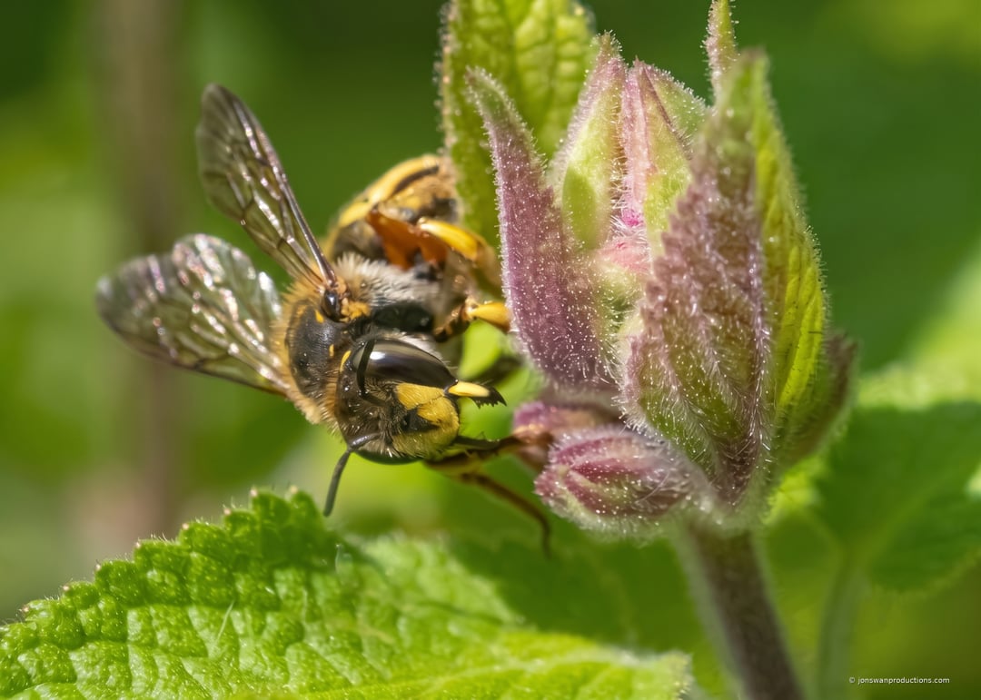 Wool carder bee gripping a fuzzy flower bud, tarsal claws visible