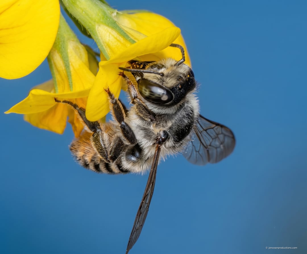 Leafcutter bee showing compound eye and cutting jaws against blue sky