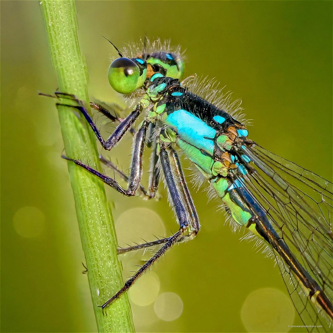 Damselfly on a green stem with turquoise and black thorax markings and visible wing venation