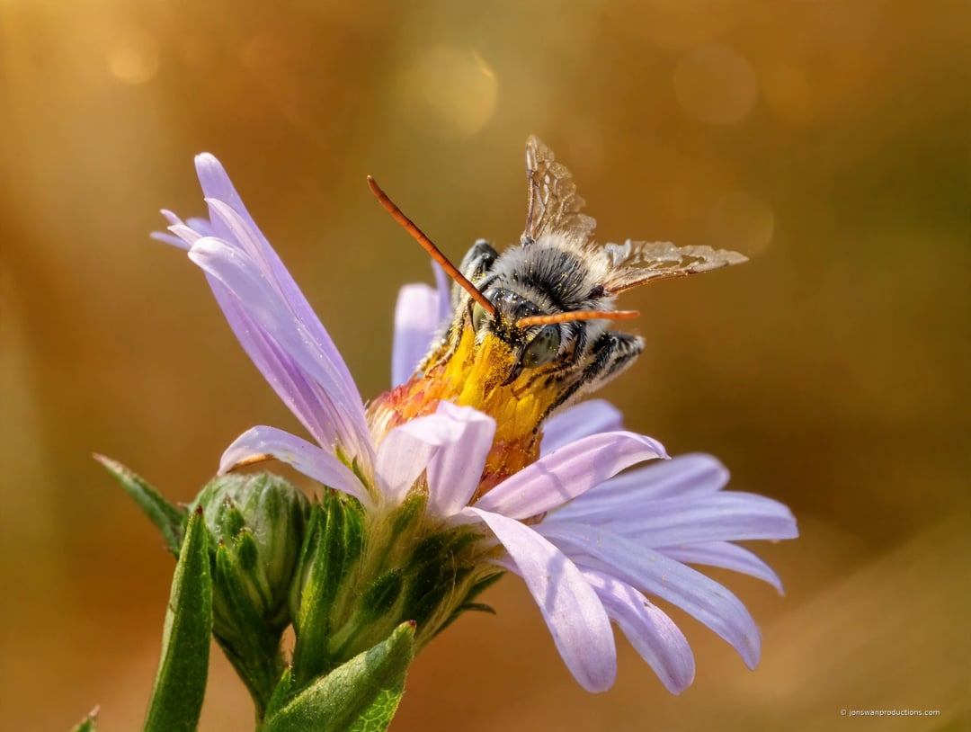 A male long-horned bee with visibly tattered, frayed wing edges, still feeding on an aster