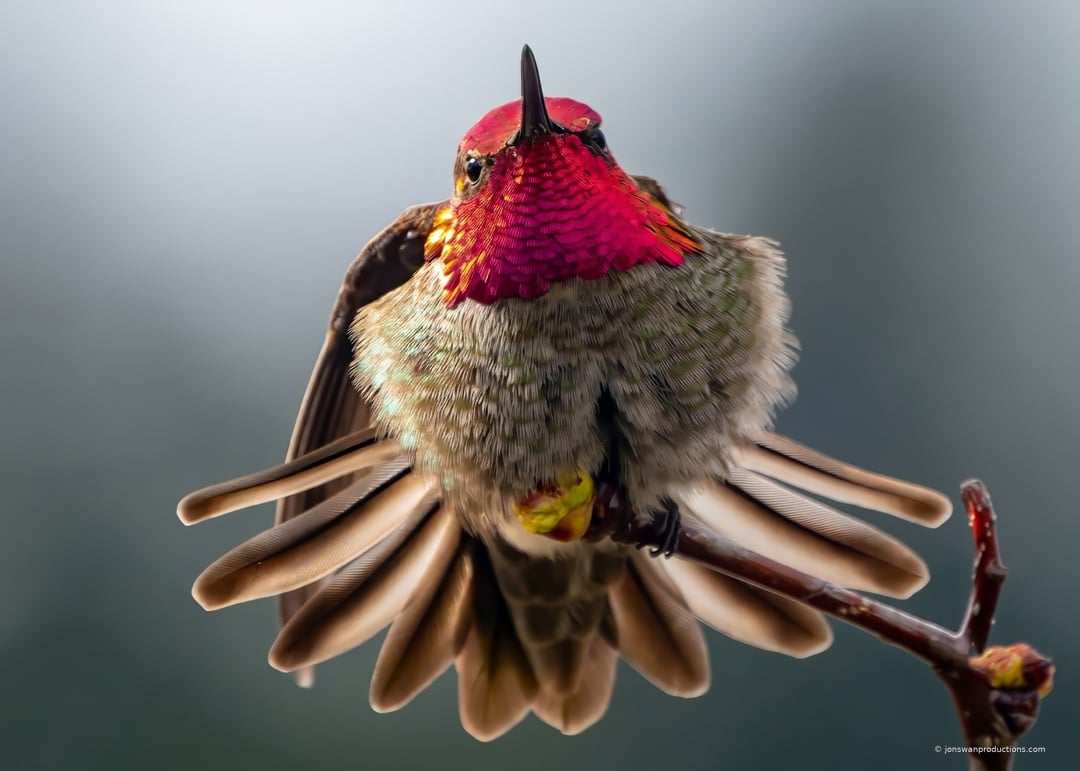Male Anna's Hummingbird stretching with tail feathers fanned