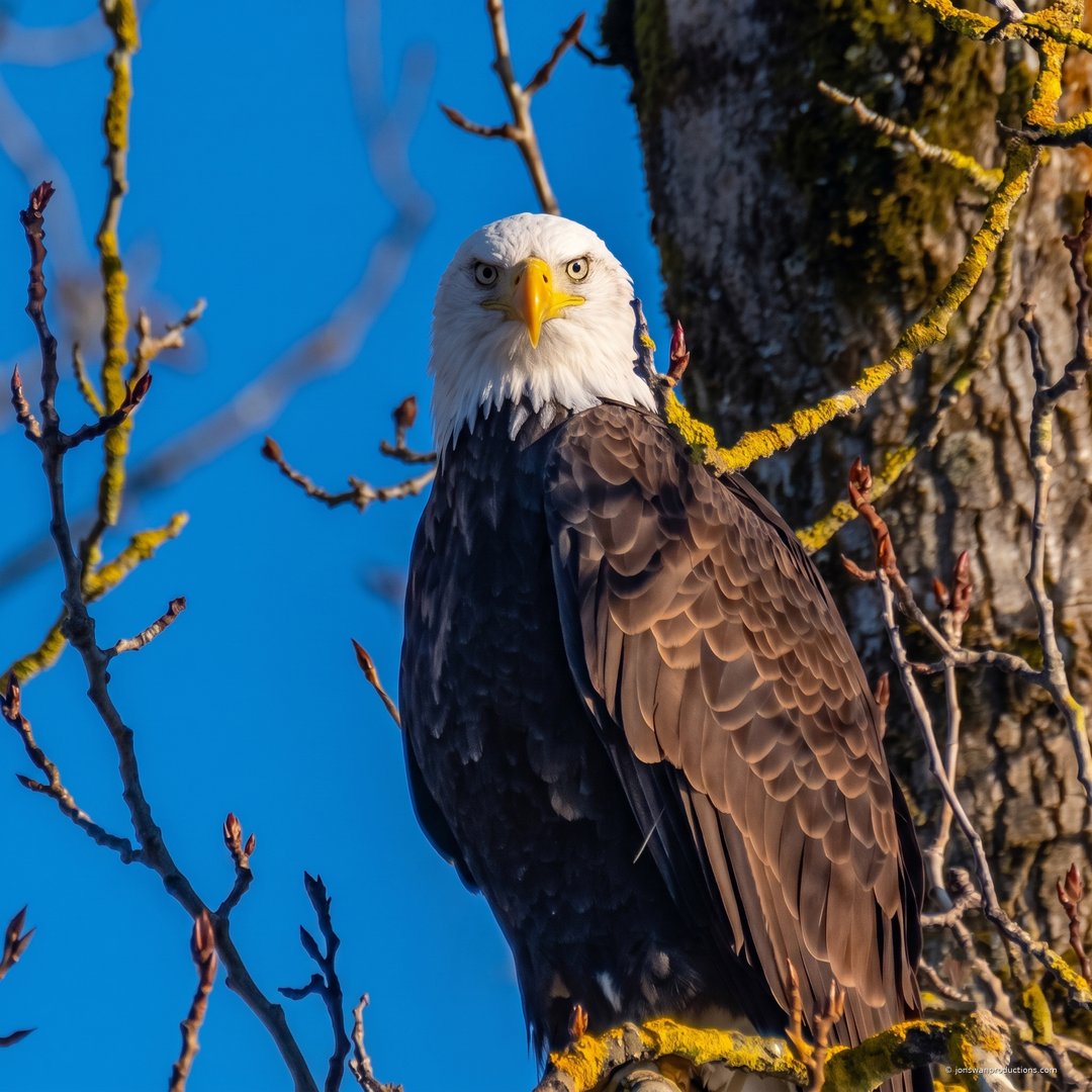 Adult bald eagle perched in a tree looking directly into the camera against a deep blue sky