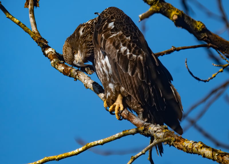 The Eagles of Oaks Bottom