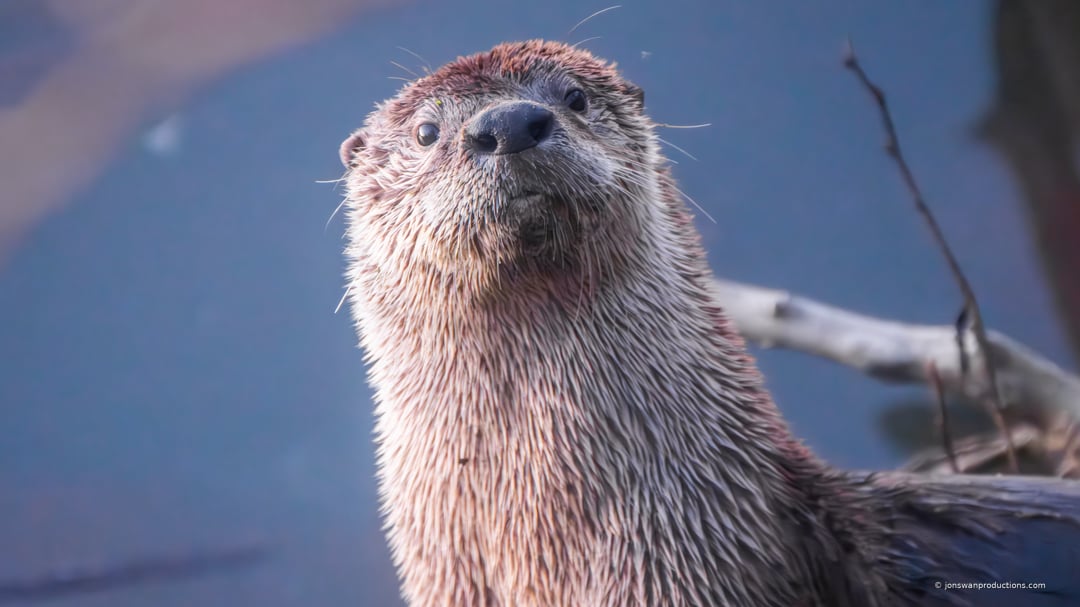 River otter with head tilted up, direct eye contact, at Oaks Bottom Wildlife Refuge