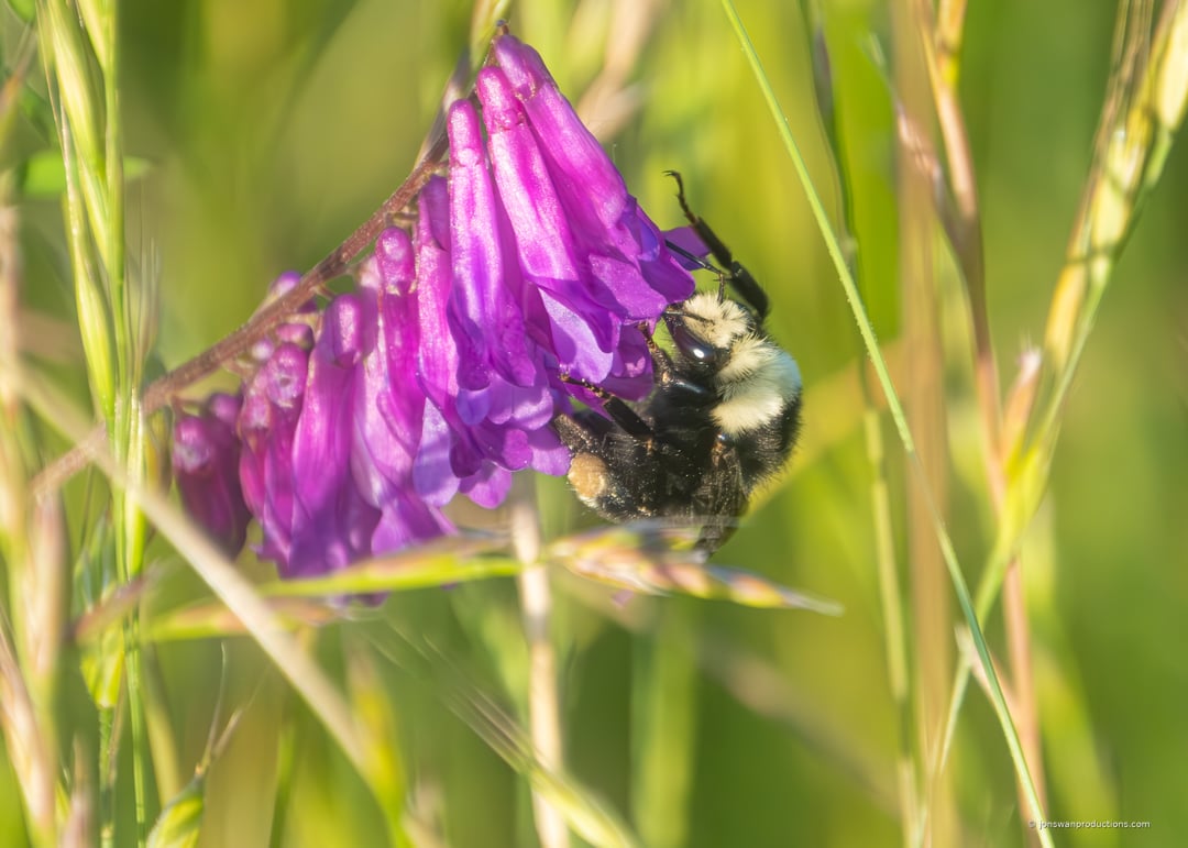 Purple wildflowers with a bumblebee