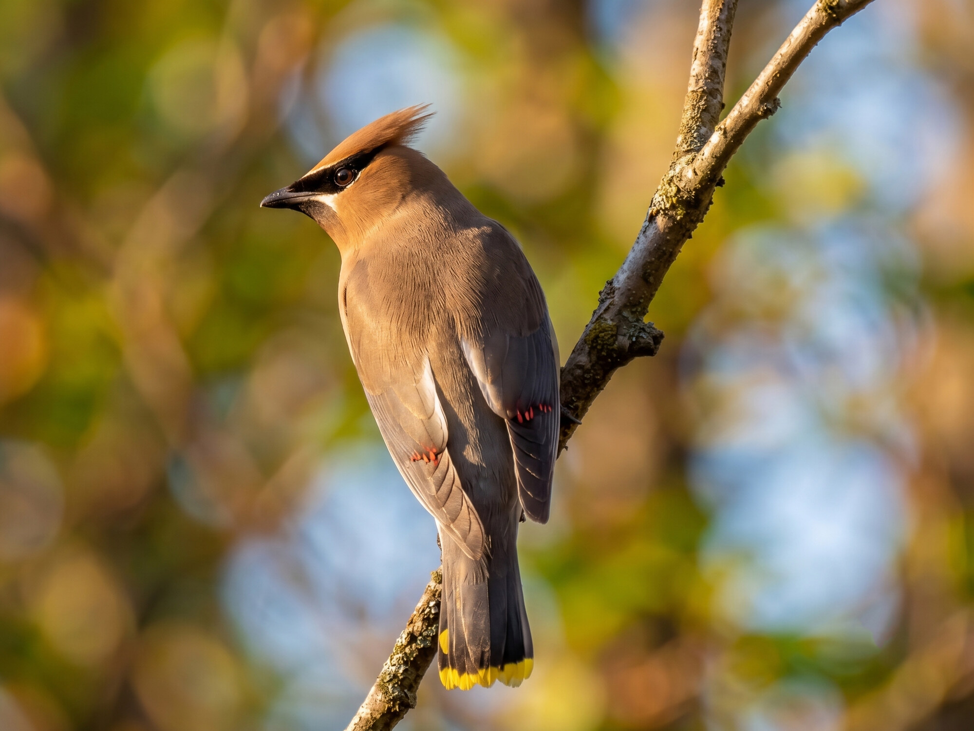 Cedar waxwing perched on a branch, profile view with crest, tan-brown body and yellow-tipped tail, soft autumnal background