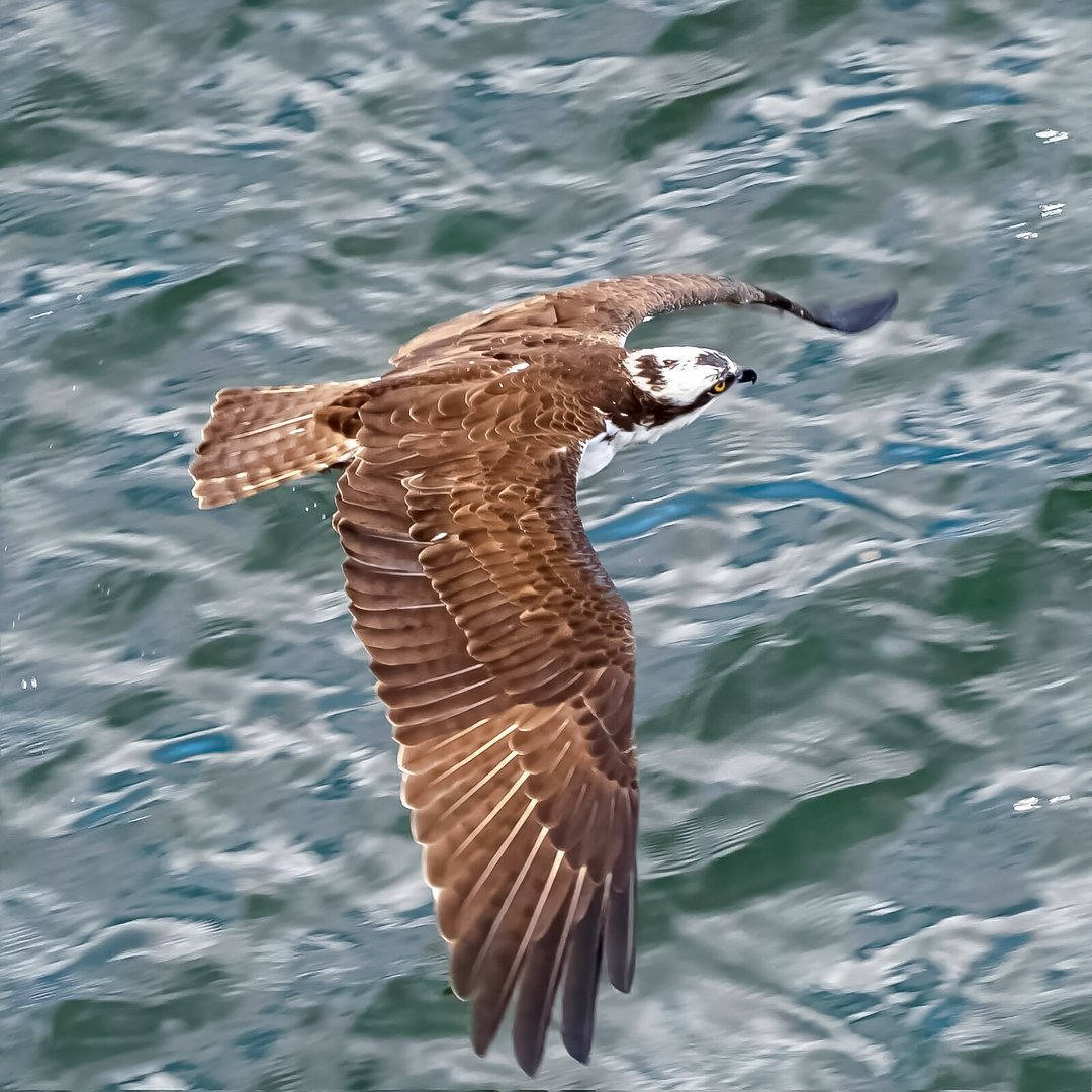Osprey seen from above banking over the Willamette River, upperwing pattern visible