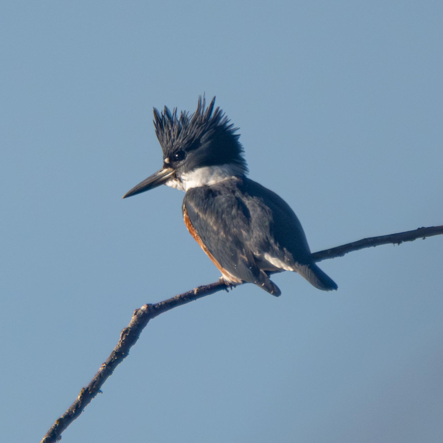 Belted Kingfisher