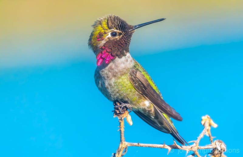 A Male Anna’s Hummingbird on the banks of the Willamette River
