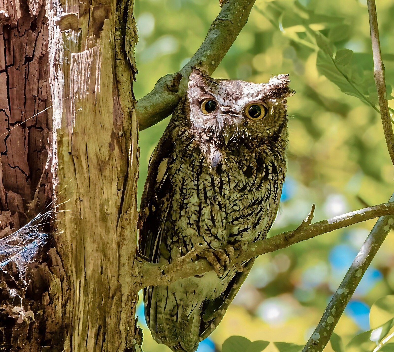 Adult western screech owl with ear tufts raised, roosting beside a trunk near its nest