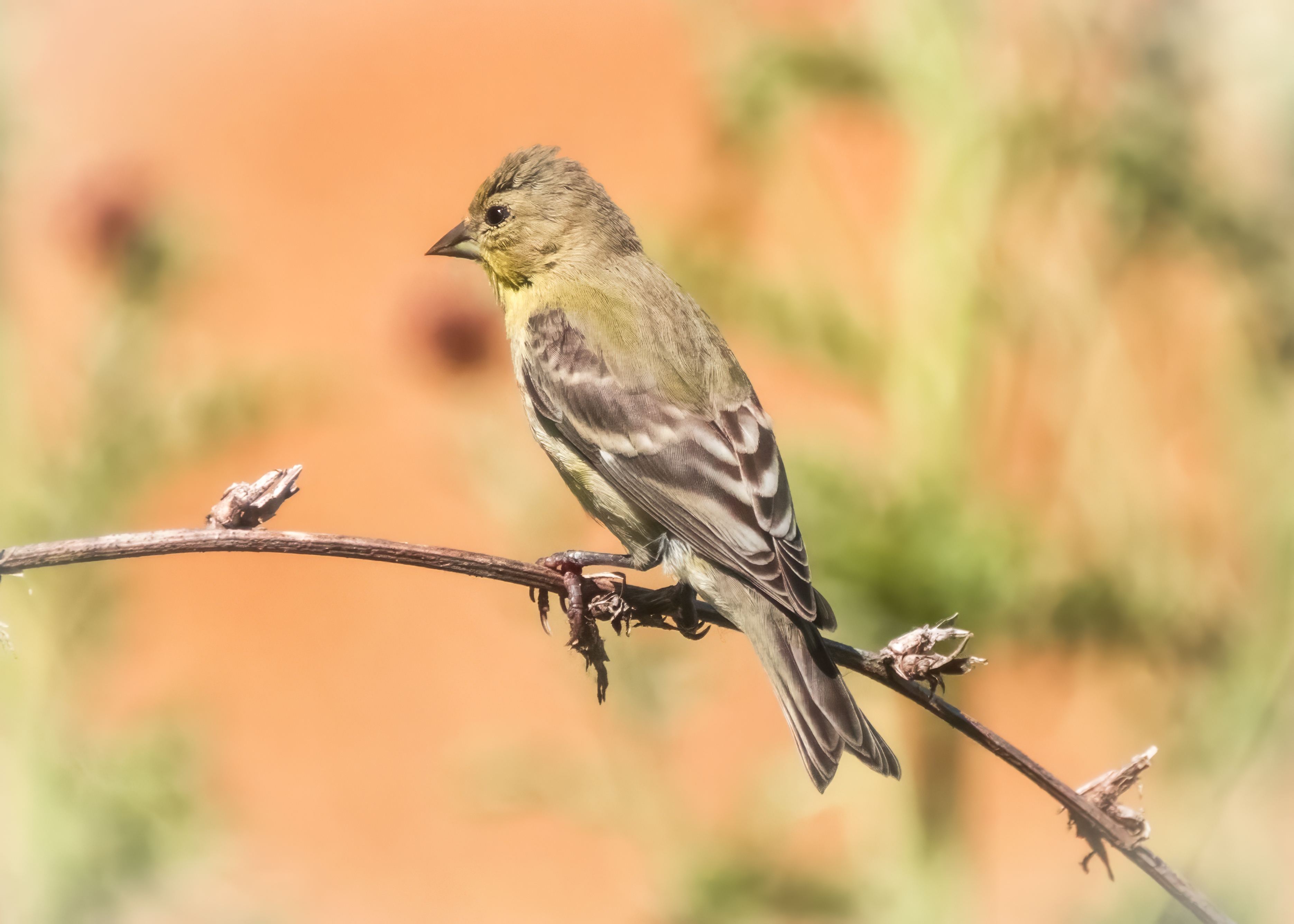 Side profile of a Lesser Goldfinch