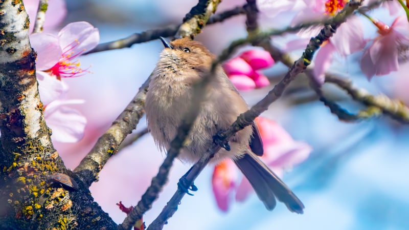 A Morning in the Cherry Blossoms —A variety of songbirds and woodpeckers