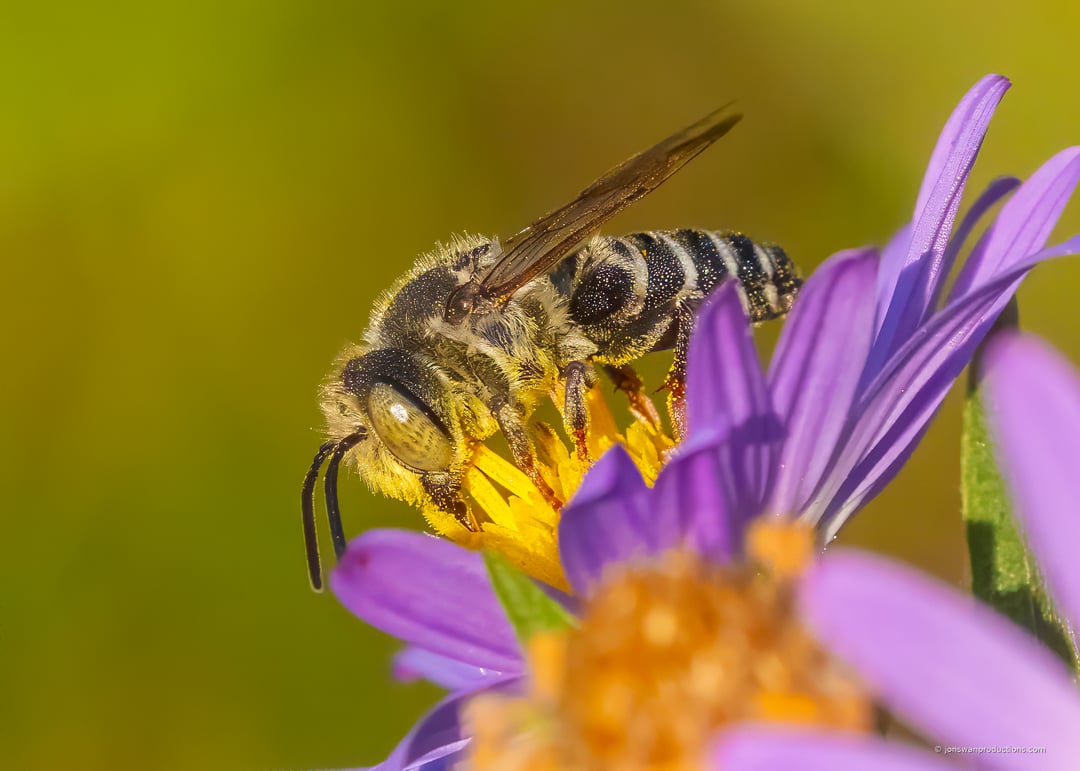 Profile macro of a solitary bee on an aster showing a pale olive compound eye and a load of yellow pollen on the underside