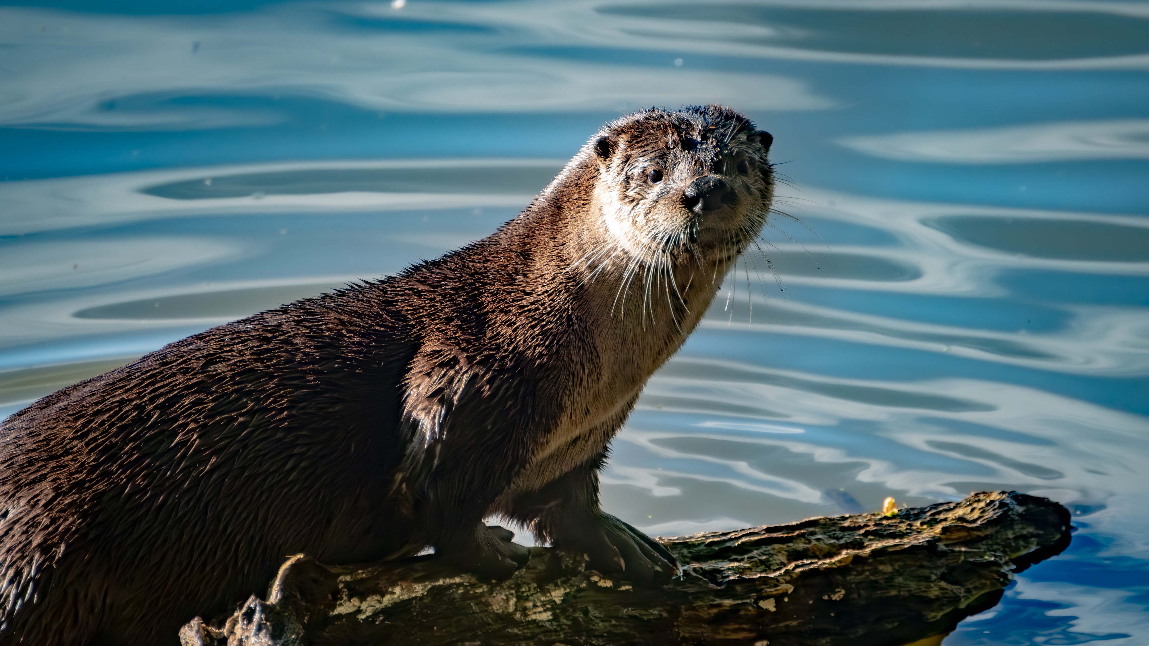 River Otter