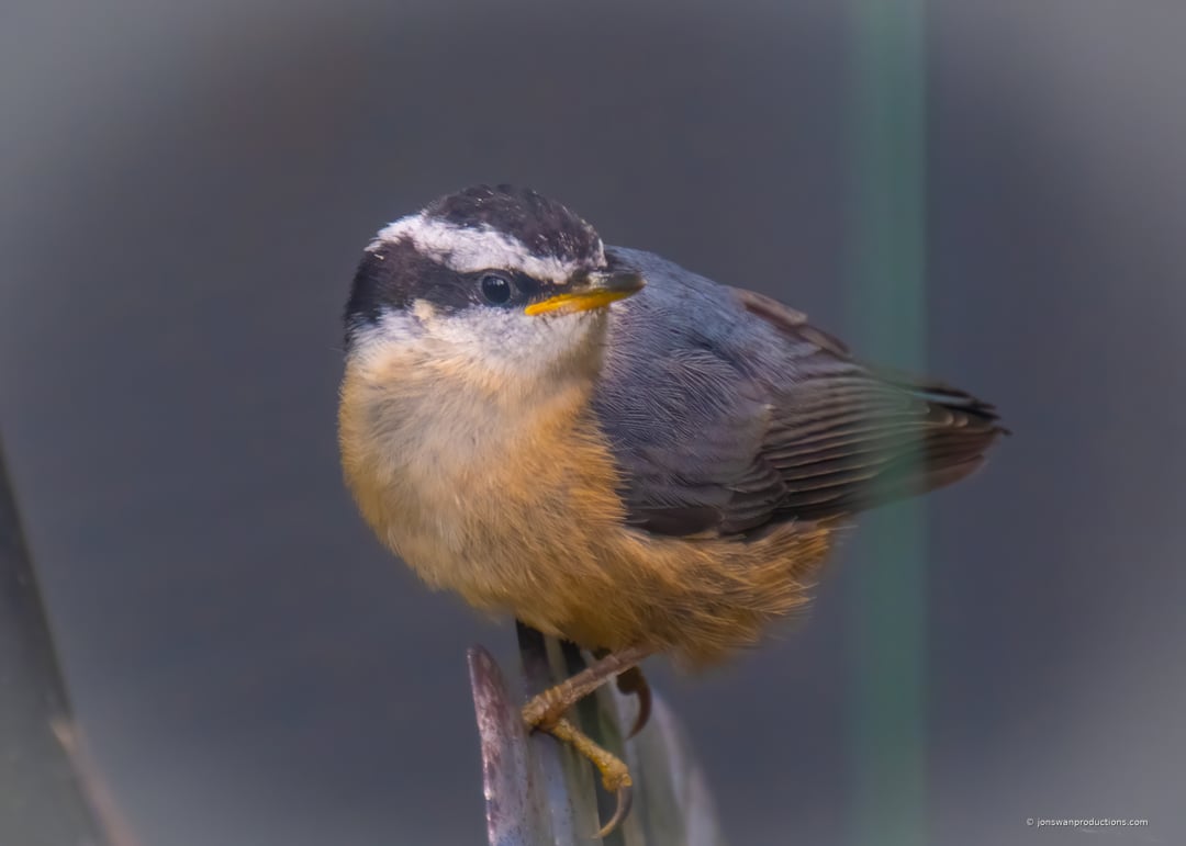 The mother red-breasted nuthatch at the feeder, feeding her babies