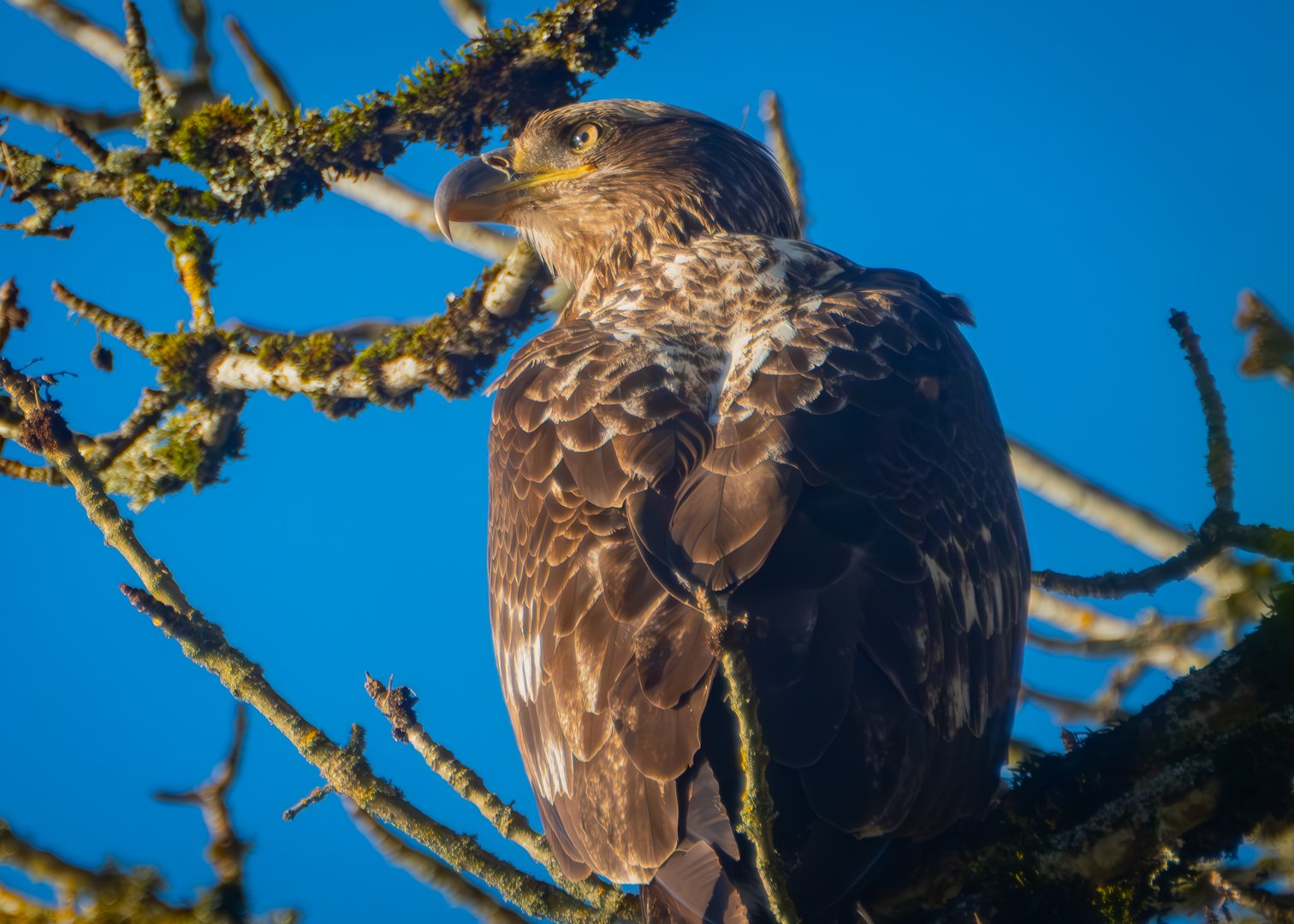 Stunning young Bald Eagle at Oaks Bottom