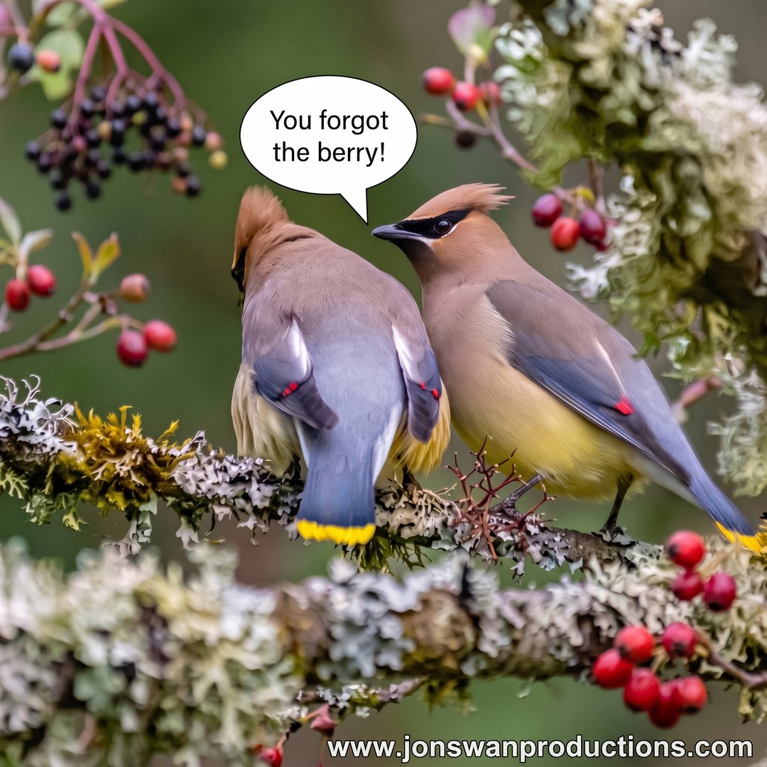 Two cedar waxwings on a lichen-covered branch surrounded by berries, one turned away looking dejected while the other says You forgot the berry