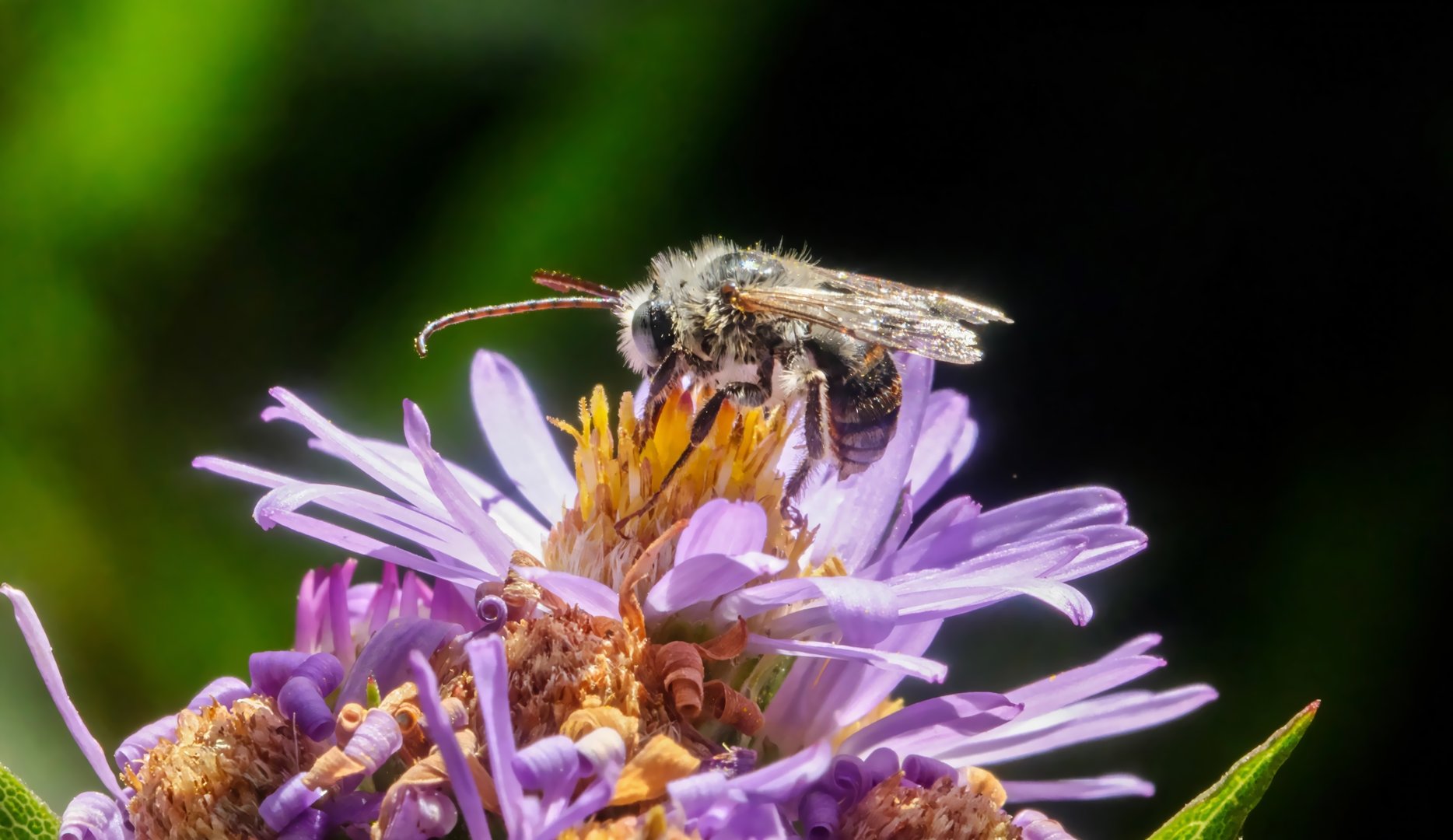 Close-up of a fuzzy bee collecting pollen on a purple flower against a dark background.