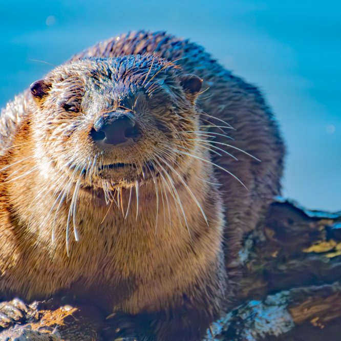 River Otter on the Viewing Deck — A Surprise Performance at Oak Bottom Wildlife Refuge