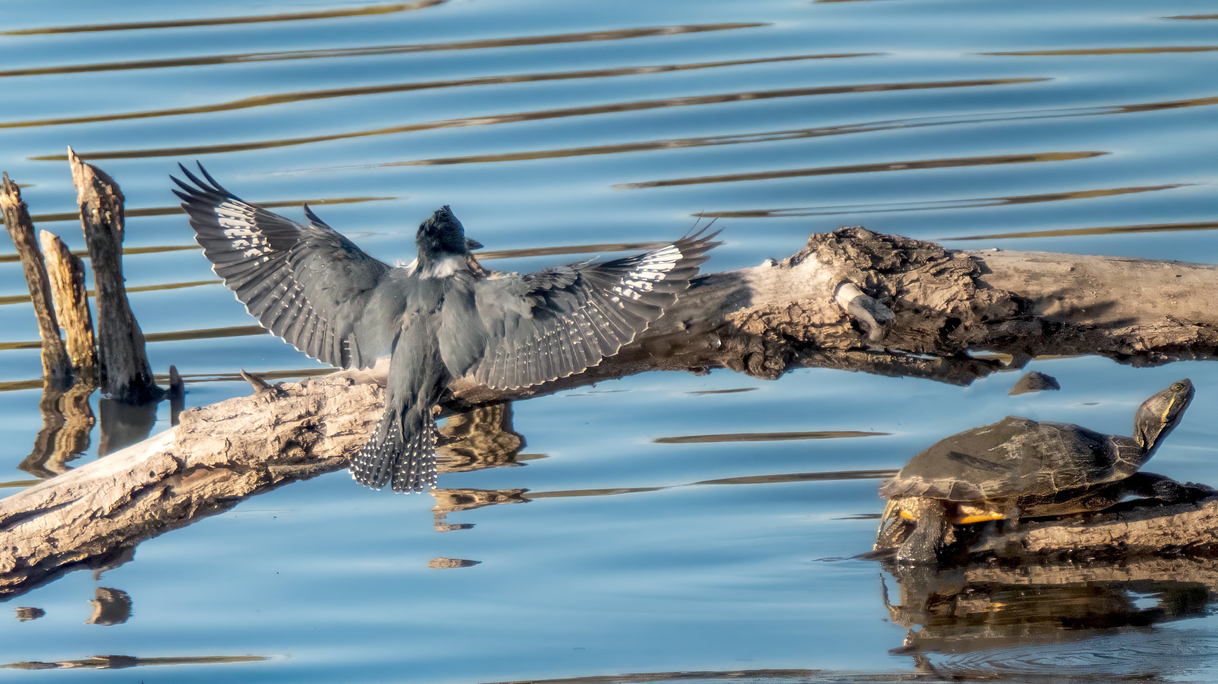 A female Belted Kingfisher landing on a log with wings fully spread