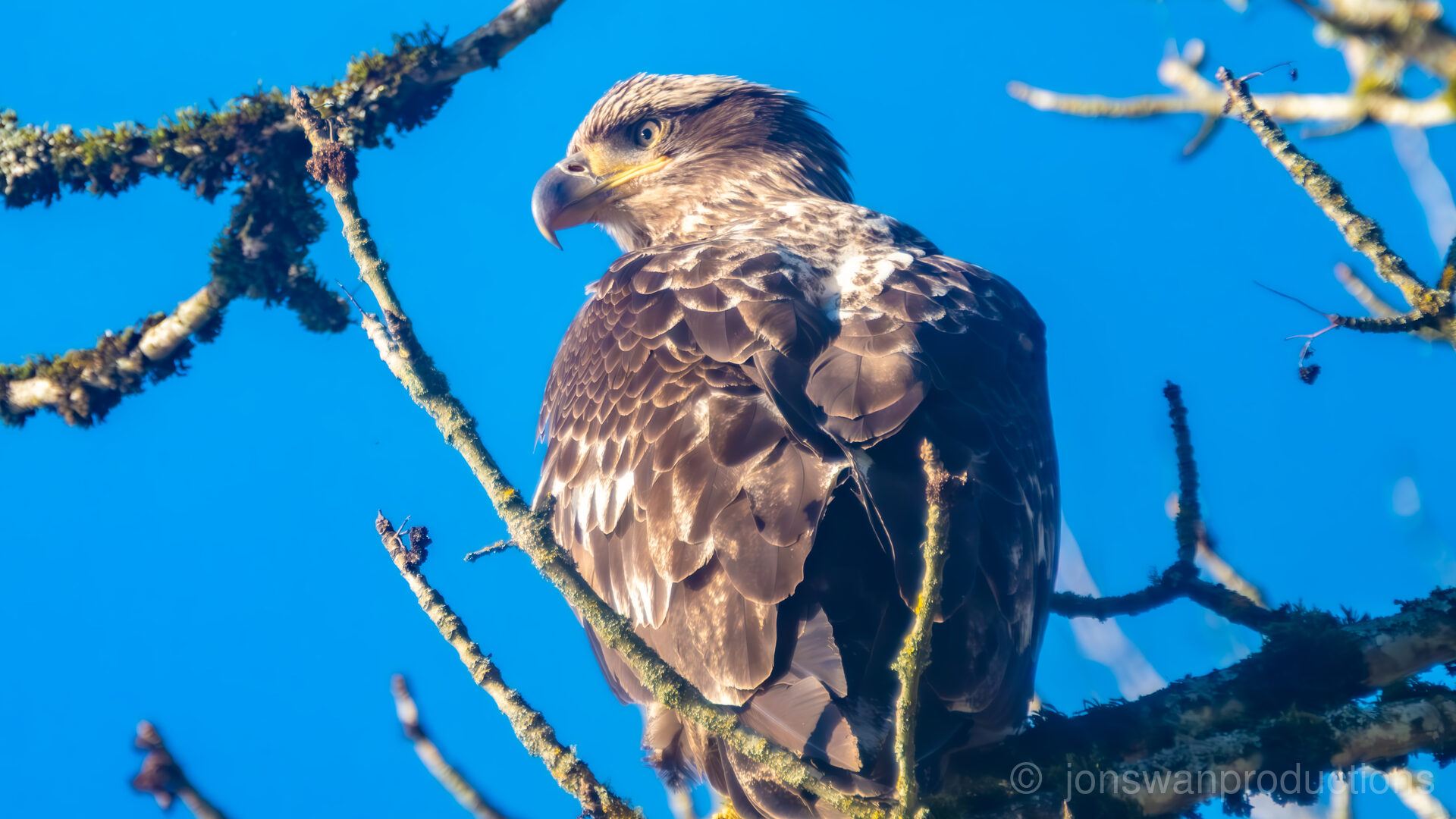 Young Bald Eagle – Mistaken for a Golden Eagle (Oaks Bottom)