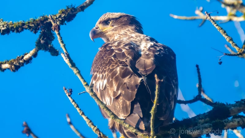 Young Bald Eagle in golden hour light at Oaks Bottom by Jonathan Swanson