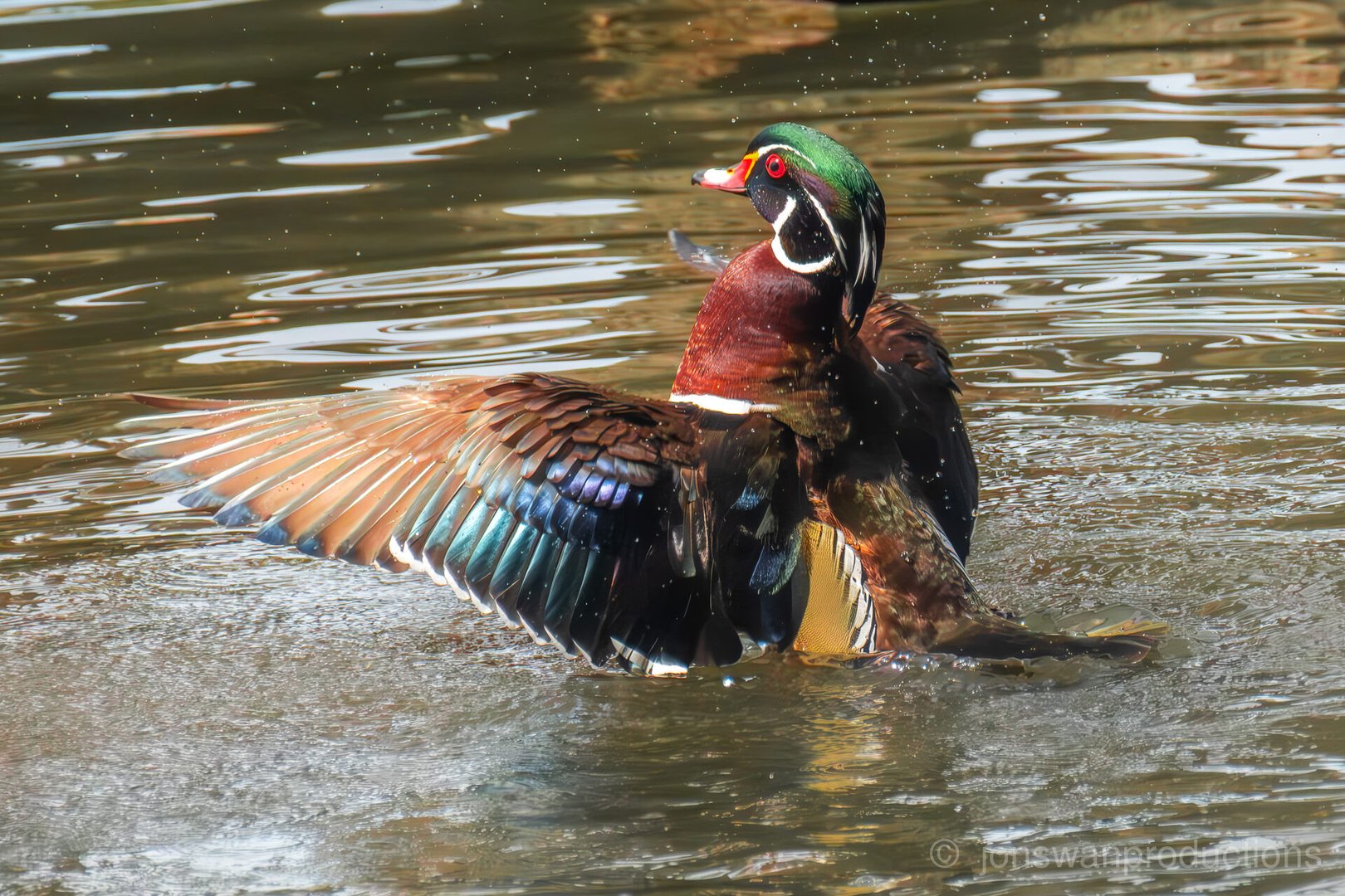 Wood Duck – Oaks Bottom, Portland OR