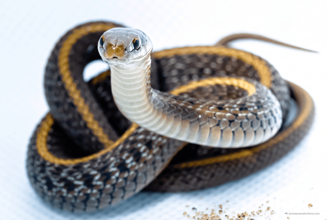 Dark garter snake with gold stripes coiled on a white table, head raised straight up toward the camera
