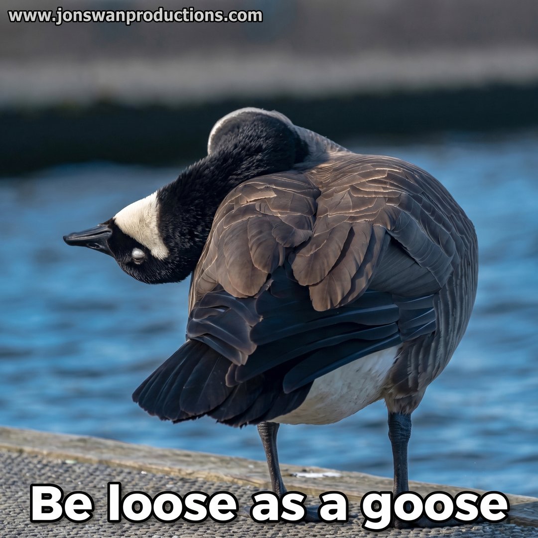 Canada goose with its neck folded over its back, captioned Be loose as a goose