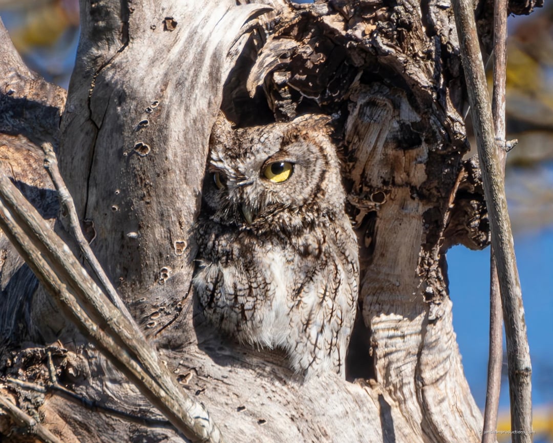 Western screech owl camouflaged in a weathered snag with one bright yellow eye open