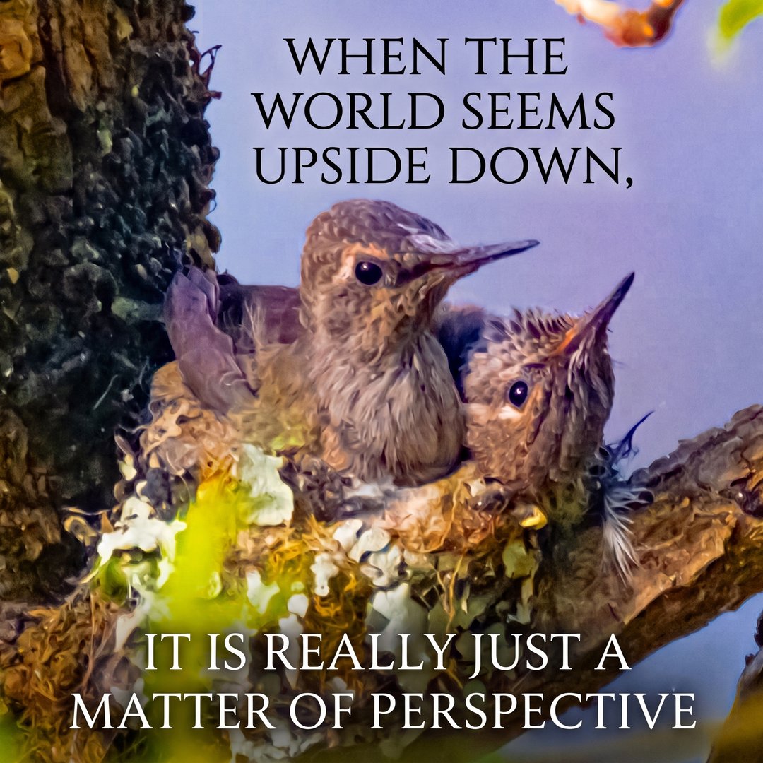 Two baby hummingbirds crowded in a tiny lichen nest, one tilted sideways, captioned When the world seems upside down, it is really just a matter of perspective
