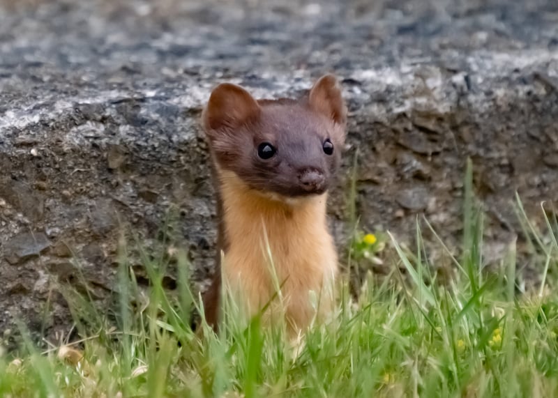 Long Tailed Weasel