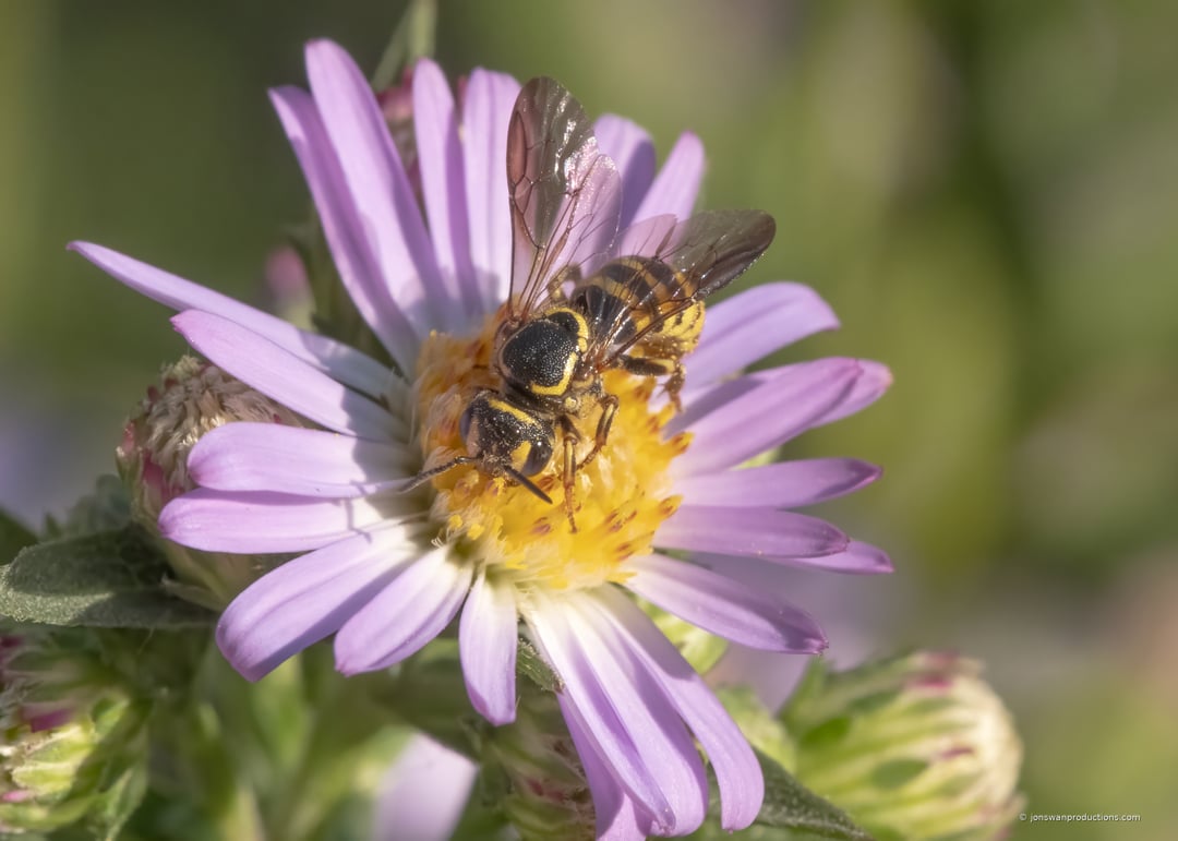 Cuckoo bee on a Douglas aster in low golden evening light