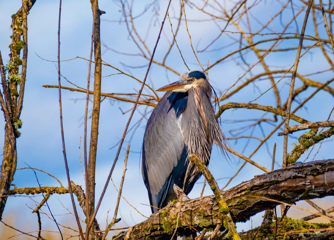 Great blue heron perched high in bare branches against a blue sky