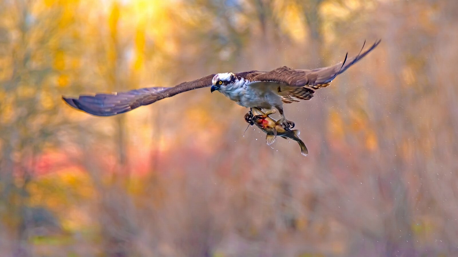 Osprey in flight carrying a fish turned head-forward like a torpedo, water dripping