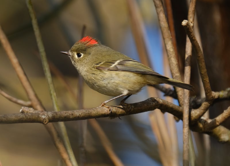 Harmonizing Nature: An Ode to Oaks Bottom Wildlife Refuge with Dvořák’s Symphony The New World Symphony