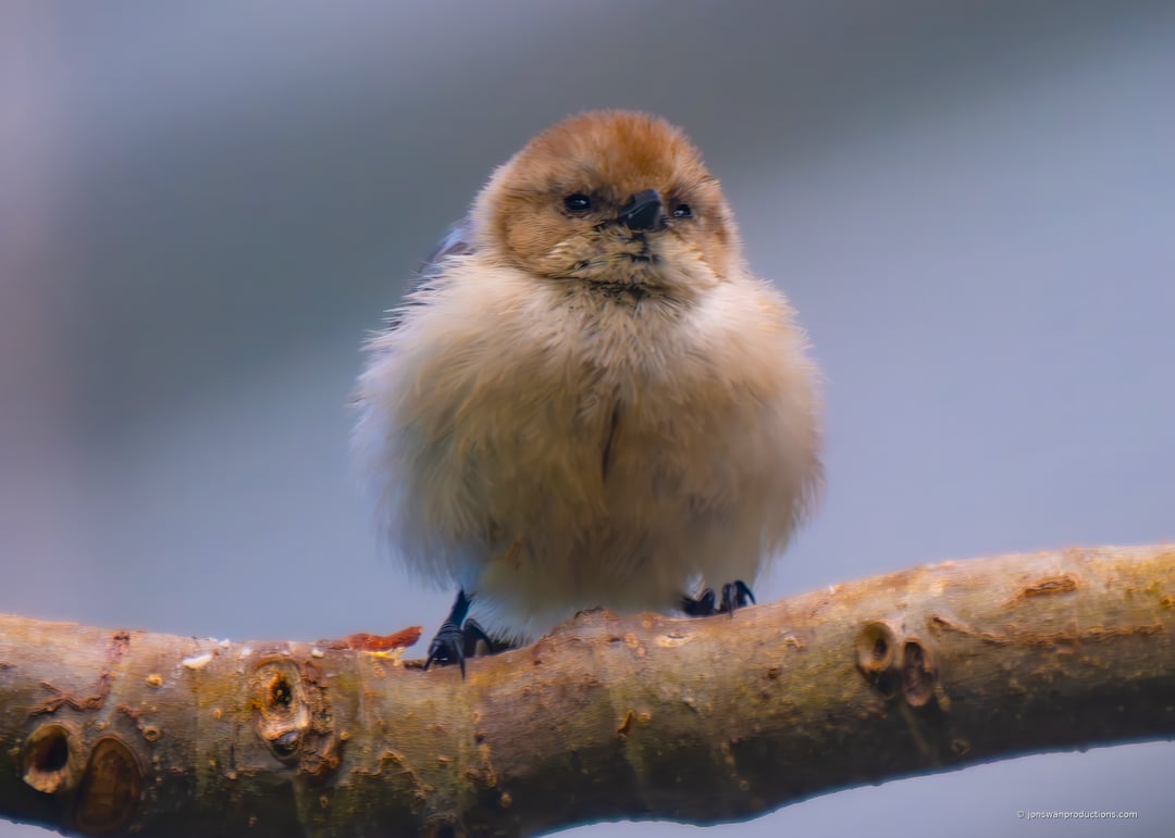 Juvenile American Bushtit perched in the garden
