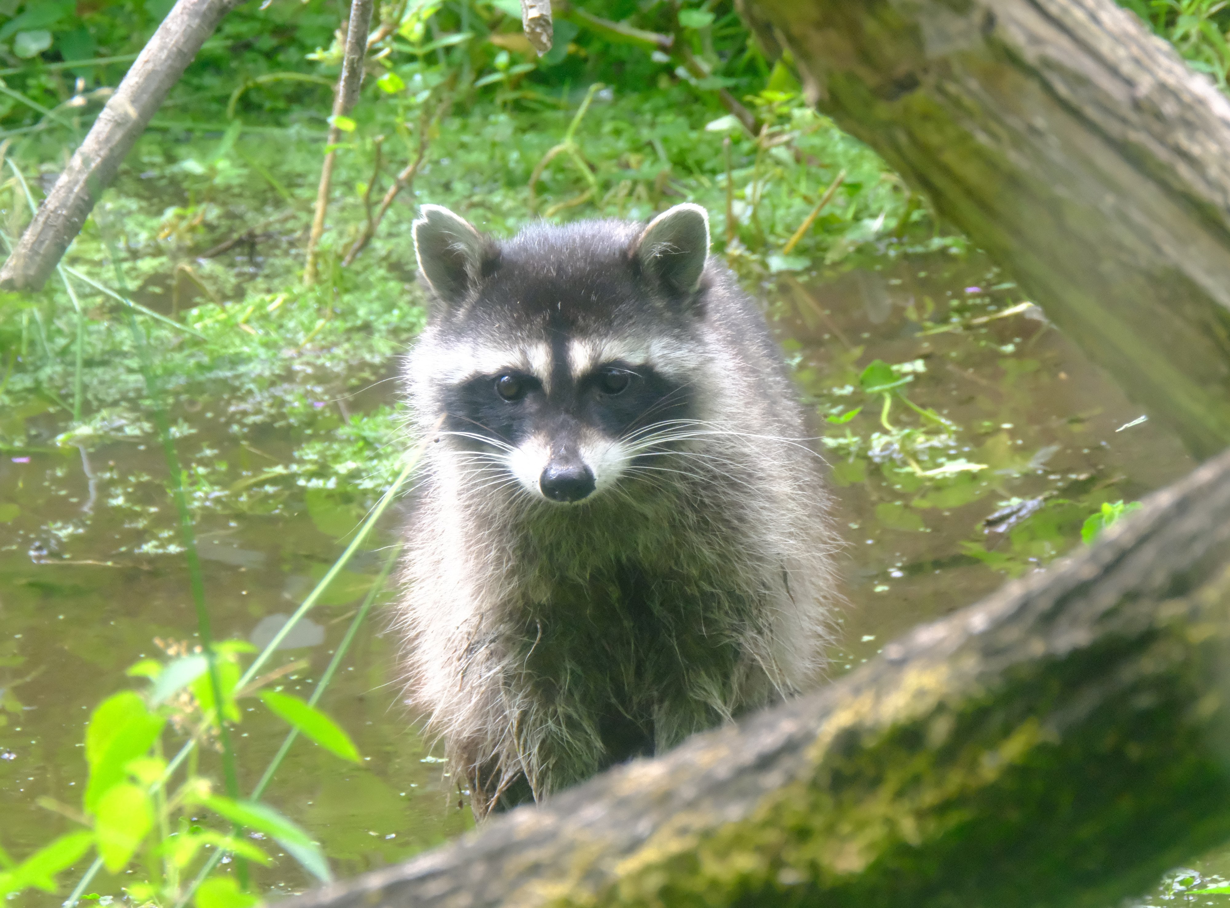 A curious raccoon at Oaks Bottom