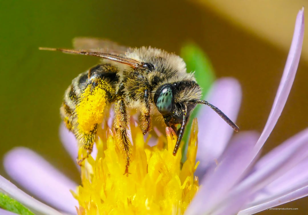 Female long-horned bee with her hind-leg scopa packed solid with bright orange pollen
