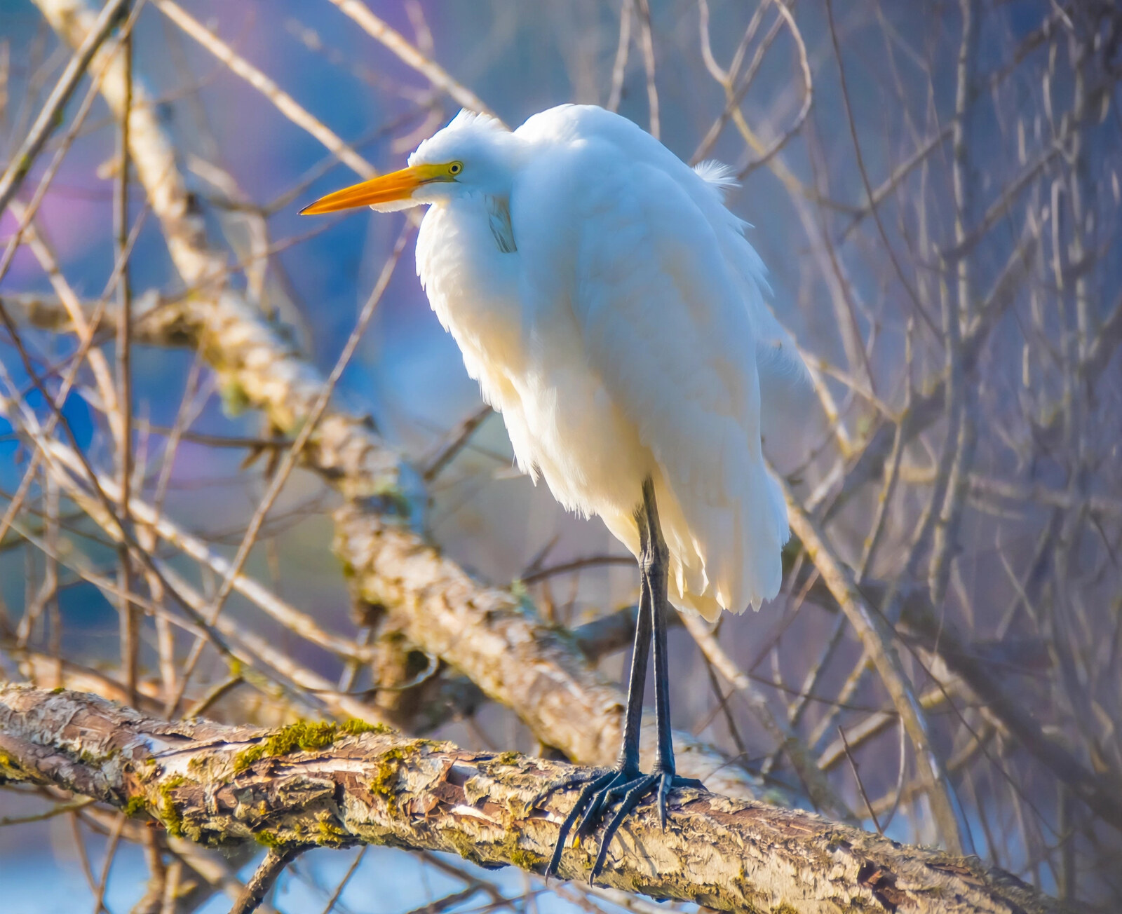 Great white egret fluffed against the cold on a mossy branch in winter
