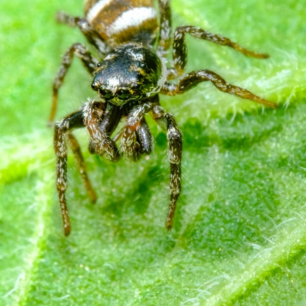 Zebra Back Jumping Spider