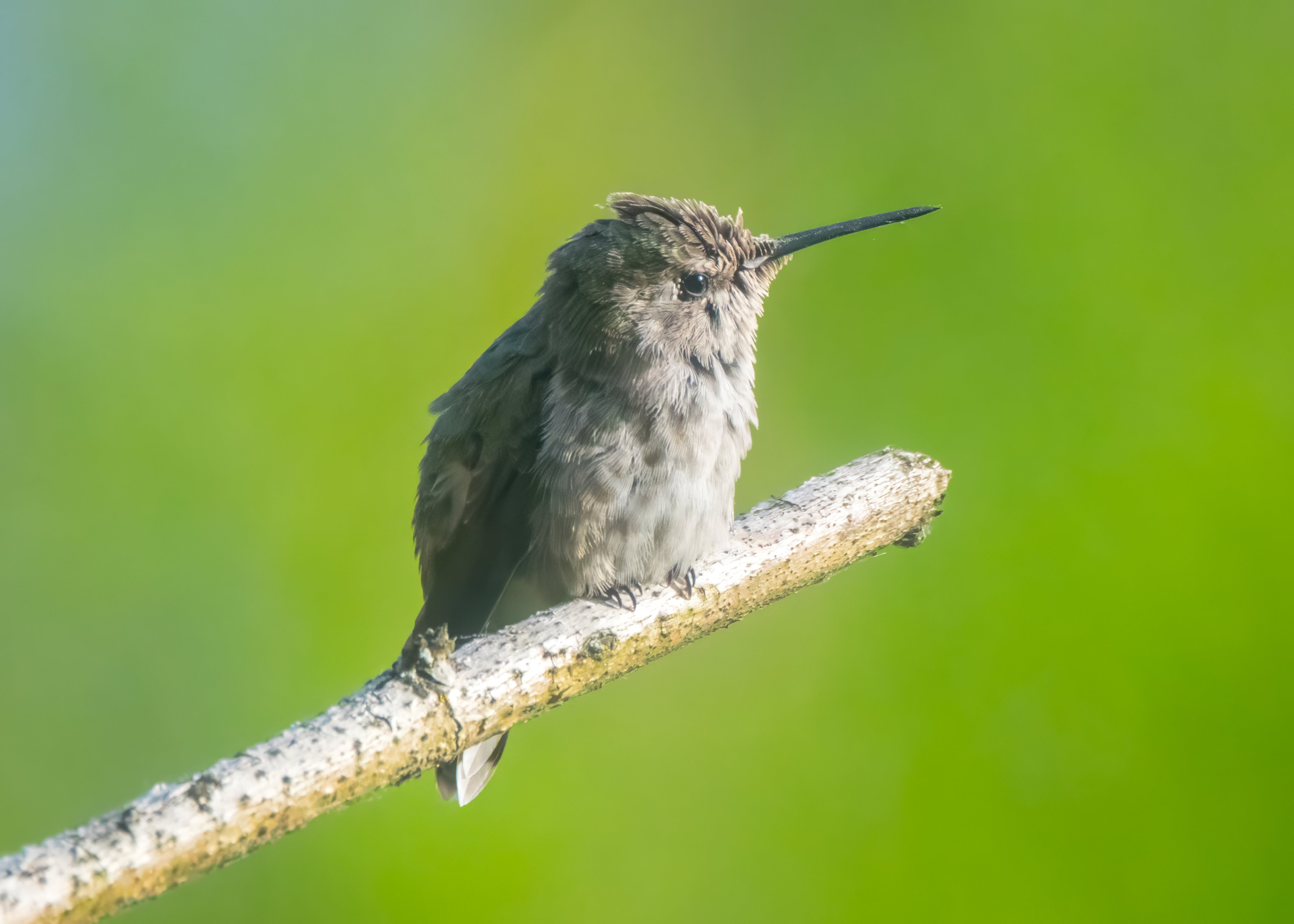 An Anna's hummingbird against a soft wall of living green