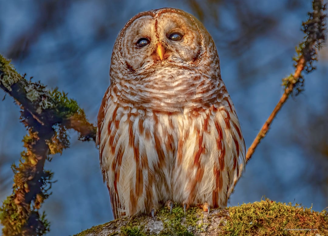 Barred owl with eyes nearly closed in warm evening light on a mossy perch